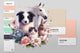 Logotipo veterinário